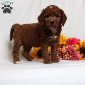 Hayden, Mini Goldendoodle Puppy